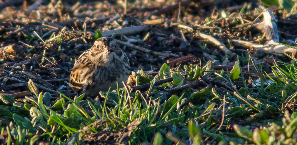 Lapland Longspur