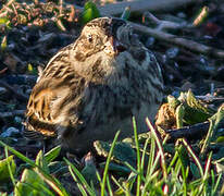 Lapland Longspur