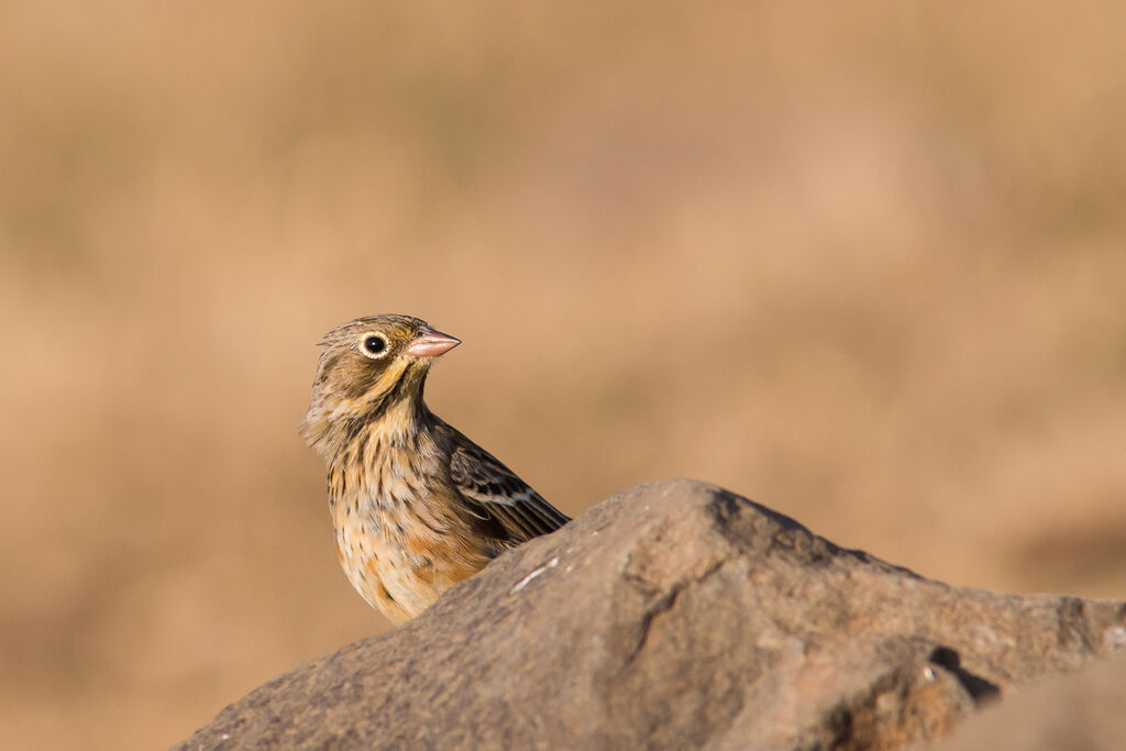 Ortolan Bunting