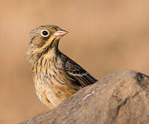 Ortolan Bunting