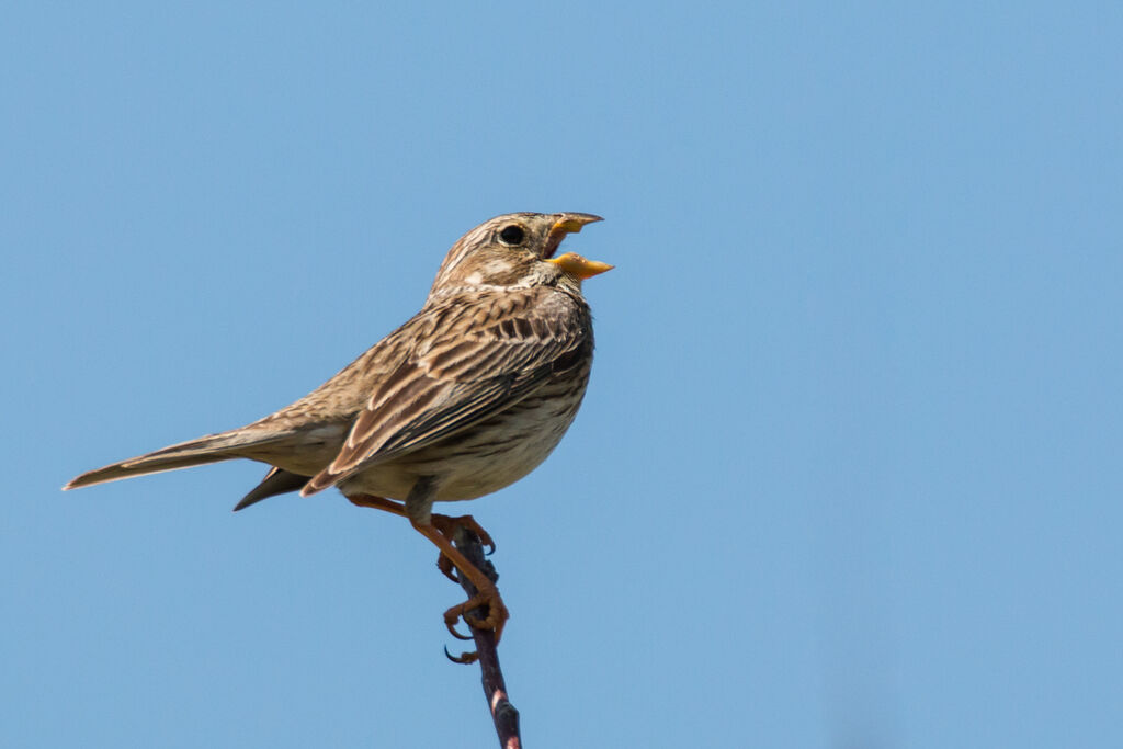 Corn Bunting