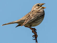 Corn Bunting