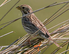 Corn Bunting