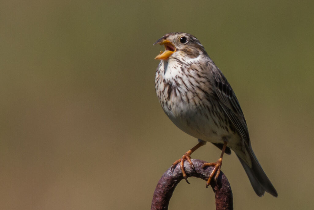 Corn Bunting