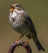 Corn Bunting