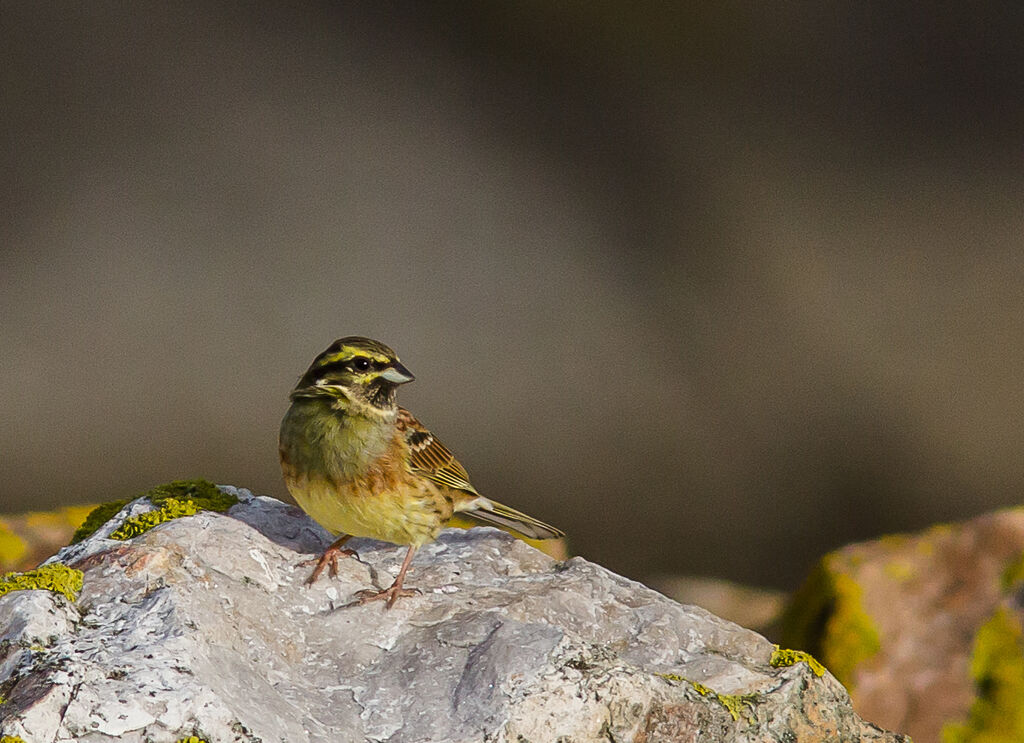 Cirl Bunting