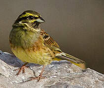 Cirl Bunting