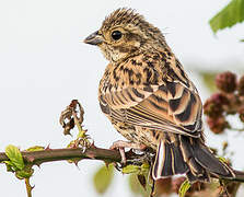 Cirl Bunting