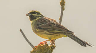 Cirl Bunting