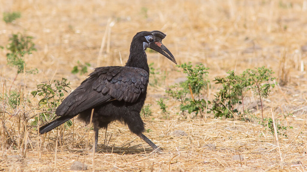 Abyssinian Ground Hornbill