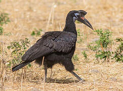 Abyssinian Ground Hornbill