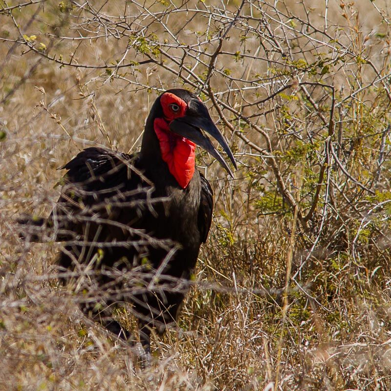 Southern Ground Hornbill male adult