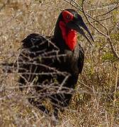 Southern Ground Hornbill