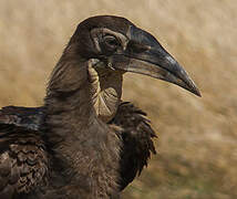 Southern Ground Hornbill