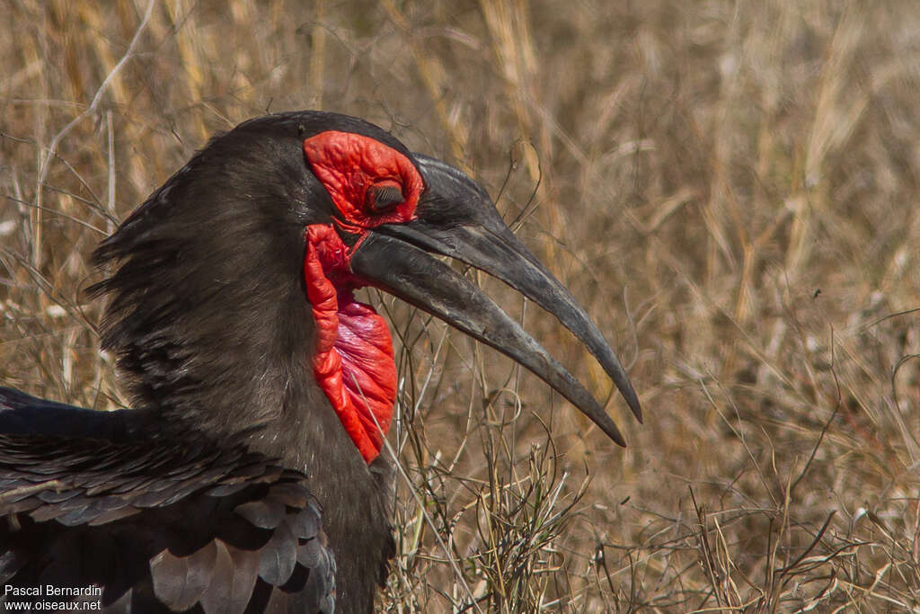 Southern Ground Hornbill male adult, close-up portrait