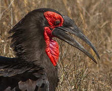 Southern Ground Hornbill