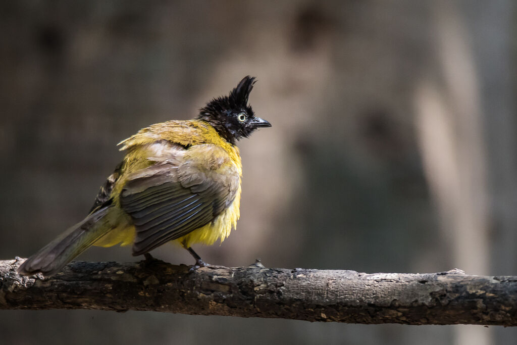 Black-crested Bulbul, identification, close-up portrait