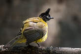 Bulbul à huppe noire