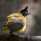 Bulbul à huppe noire