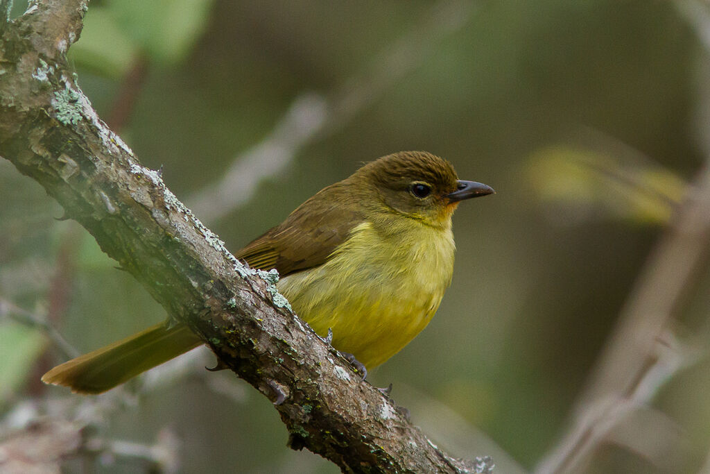 Bulbul à poitrine jaune