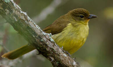 Bulbul à poitrine jaune