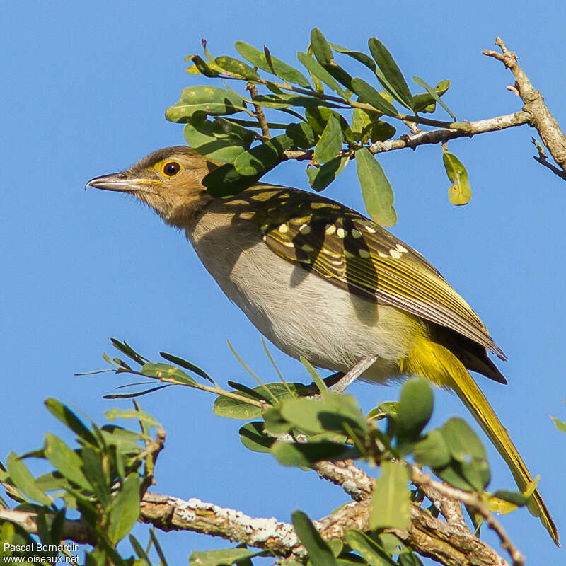 Bulbul à tête bruneadulte, identification