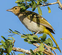 Bulbul à tête brune