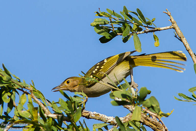 Eastern Nicatoradult, habitat, pigmentation, Behaviour