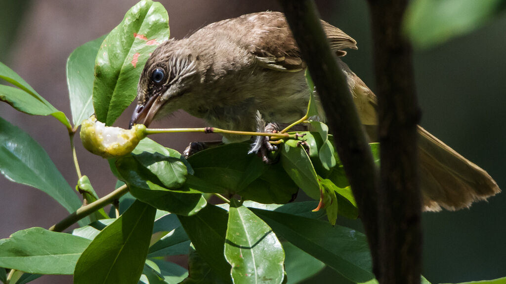 Streak-eared Bulbul, identification, close-up portrait, eats