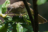 Bulbul de Conrad