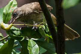 Streak-eared Bulbul