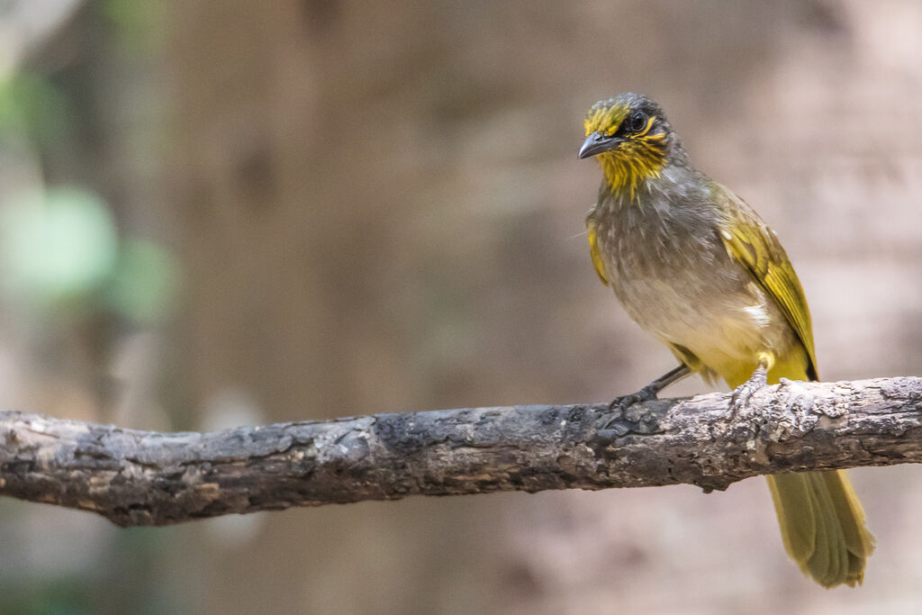 Stripe-throated Bulbul, identification, close-up portrait