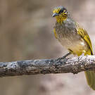 Bulbul de Finlayson