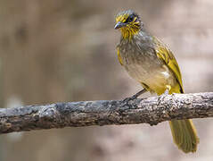 Stripe-throated Bulbul