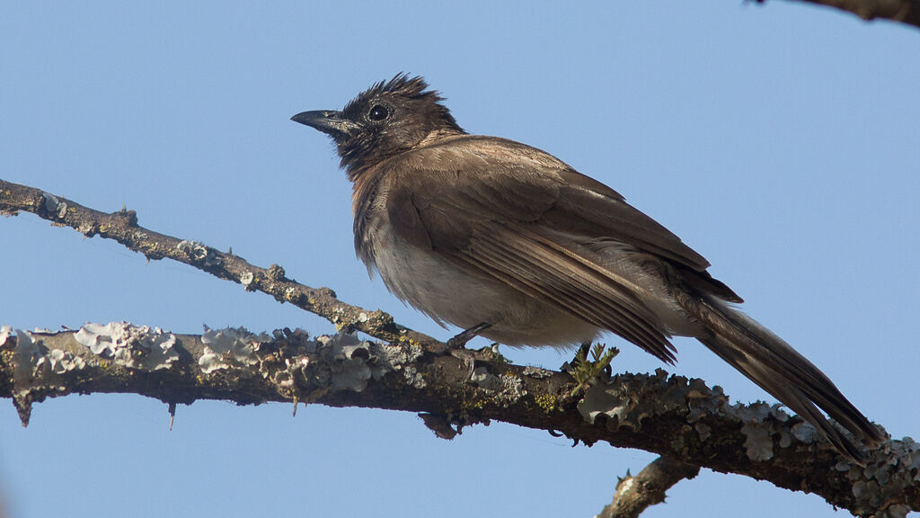 Bulbul des jardins