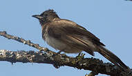 Bulbul des jardins