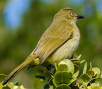 Sombre Greenbul