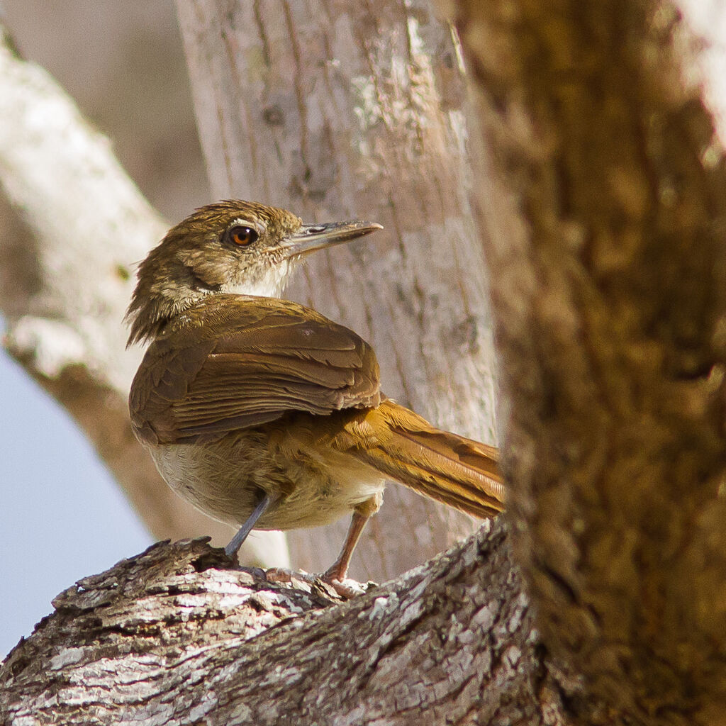 Terrestrial Brownbul