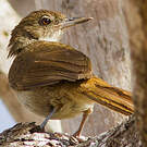 Bulbul jaboteur