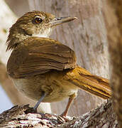 Terrestrial Brownbul