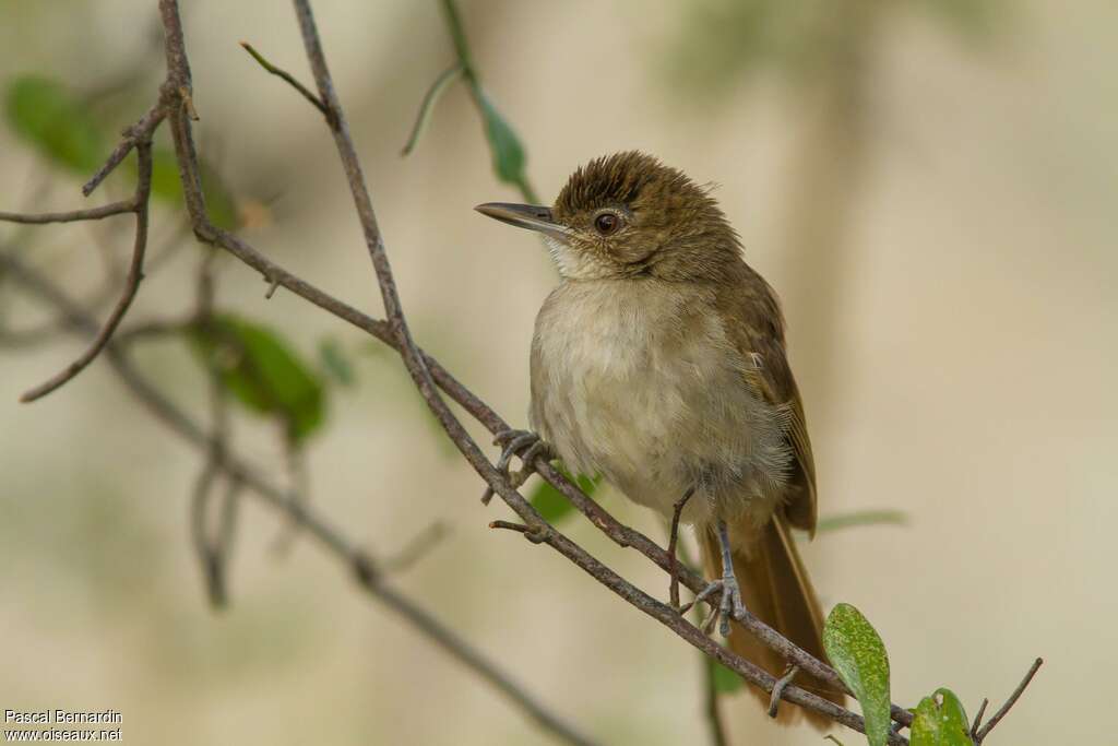 Terrestrial Brownbul, identification