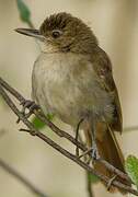 Terrestrial Brownbul