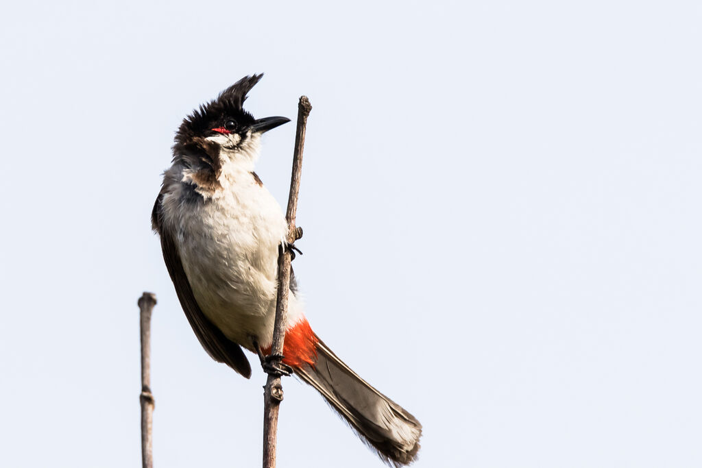 Bulbul orphée, identification, portrait