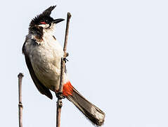 Red-whiskered Bulbul