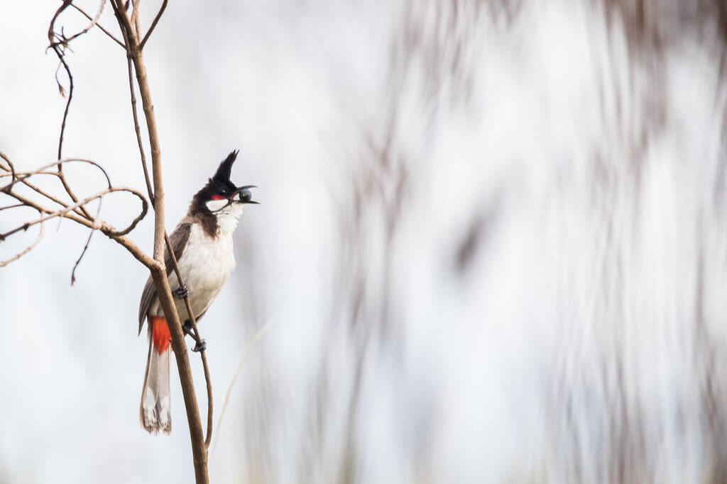 Bulbul orphée, identification, mange