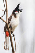 Red-whiskered Bulbul