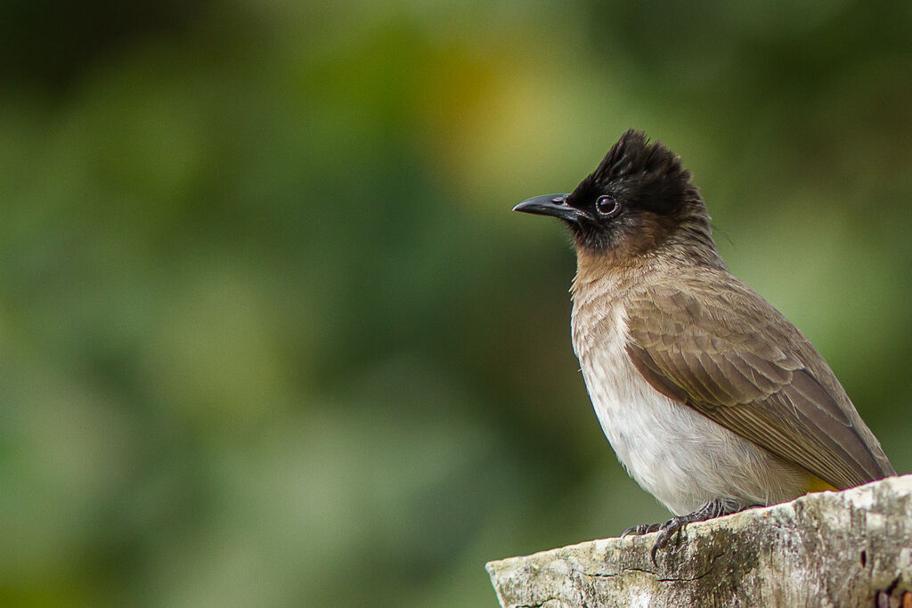 Dark-capped Bulbul