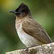 Bulbul tricolore