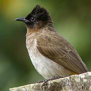 Dark-capped Bulbul