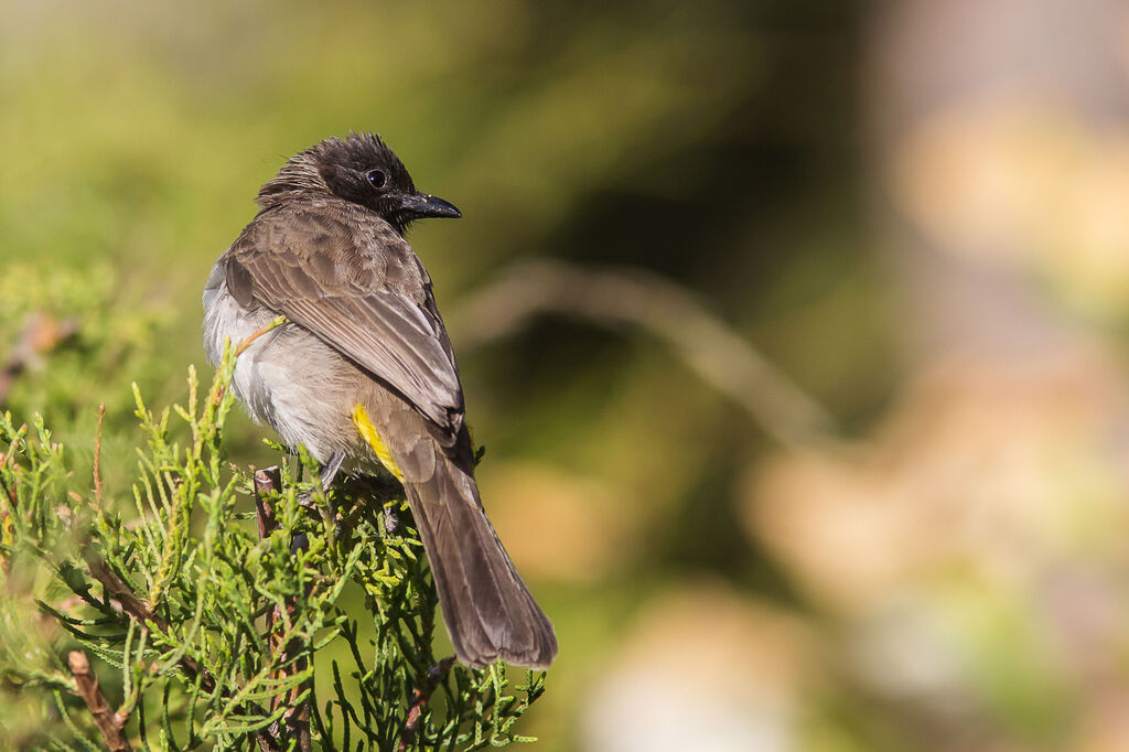 Dark-capped Bulbul